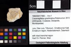Foto (Objket + Etiketten) von Cracensigillatus gracilirostrus (Robins et al., 2013) 
